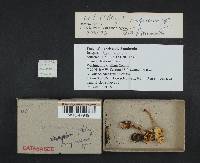 Cortinarius rapaceus image