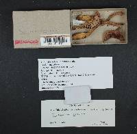 Tricholoma odorum image