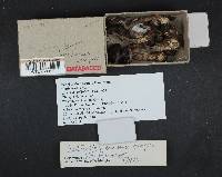 Cortinarius brunneus image