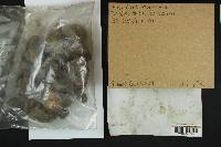 Tricholoma muricatum image
