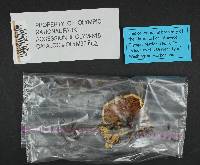 Cortinarius olympianus image