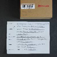 Cortinarius subpurpureus image
