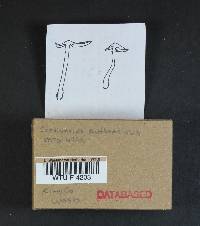 Cortinarius anthracinus image