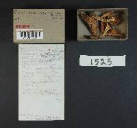 Cortinarius cephalixus image