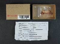 Cortinarius miniatopus image