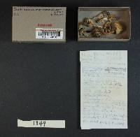 Cortinarius caesiocanescens image