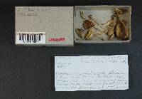 Cortinarius salor image
