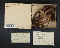 Psathyrella maculata image
