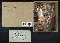 Russula olivacea image