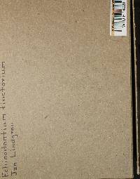 Echinodontium tinctorium image