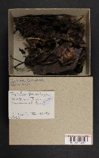 Typhula phacorrhiza image