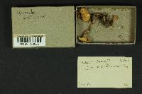 Inocybe melanopoda image