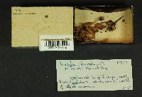 Inosperma lanatodiscum image