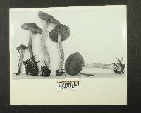 Inocybe obscuroides image