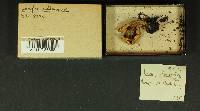 Inocybe melanopoda image