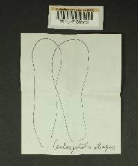 Inocybe leptophylla image
