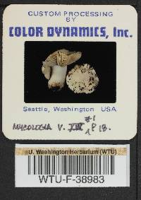 Russula alcalinicola image