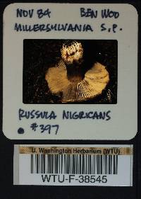 Russula nigricans image
