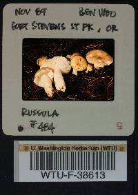 Russula emetica image