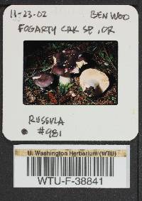 Russula cuprea image