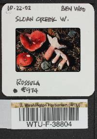 Russula americana image