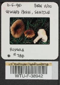 Russula cerolens image
