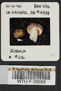 Russula occidentalis image