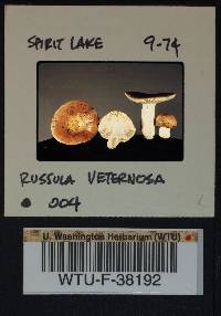 Russula veternosa image