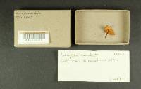 Inocybe maculata image