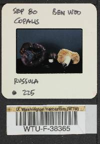 Russula cuprea image