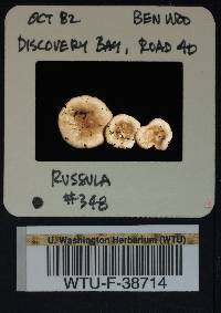 Russula stuntzii image