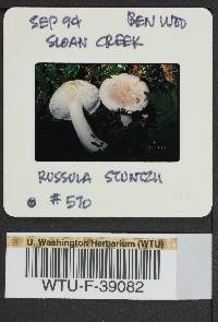 Russula stuntzii image