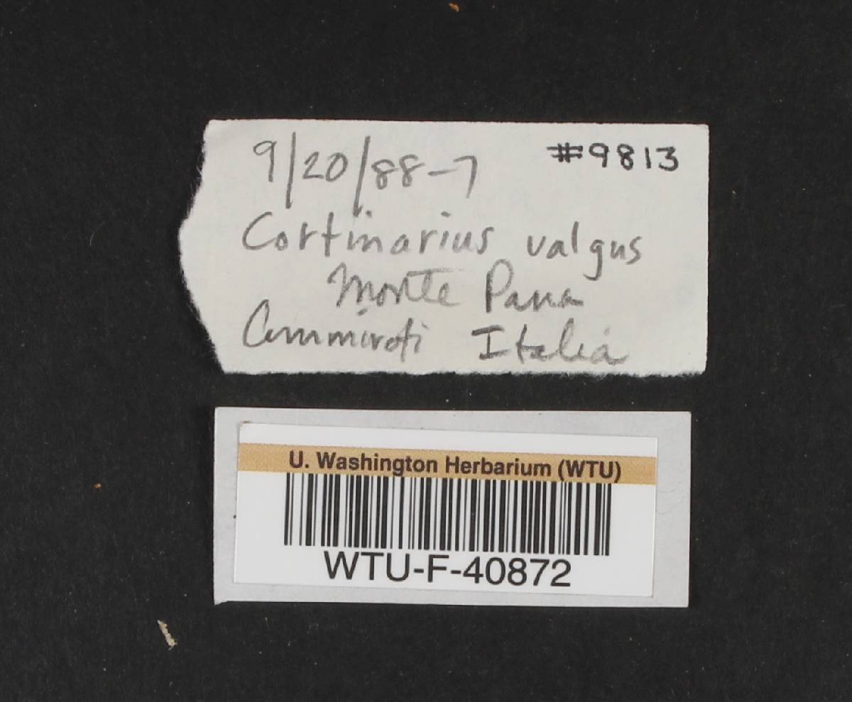 Cortinarius valgus image