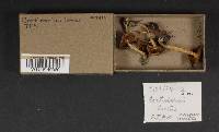 Cortinarius laetus image