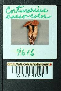 Cortinarius cacaocolor image