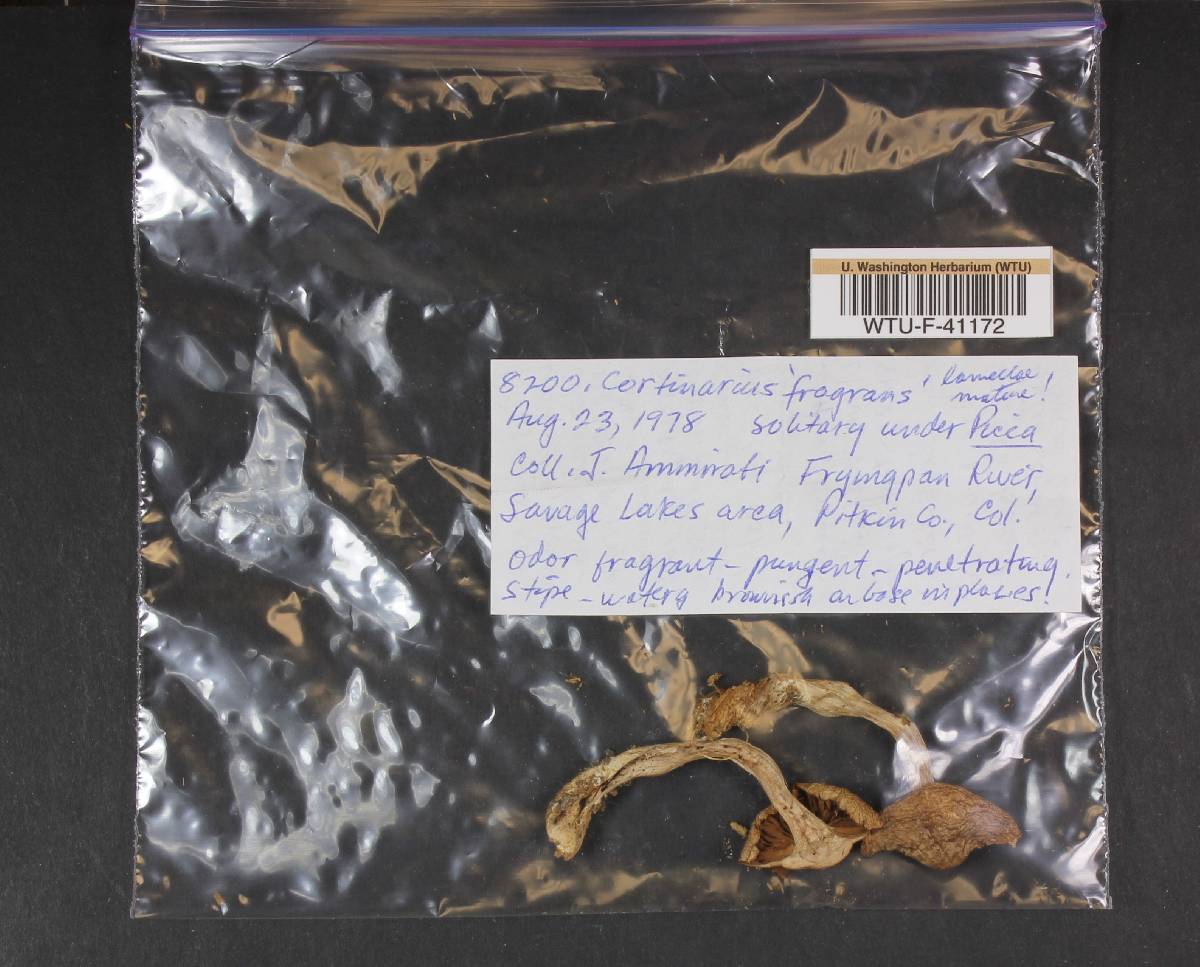Cortinarius fragrans image