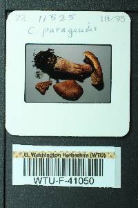 Cortinarius paragaudis image