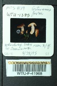 Cortinarius alpinus image