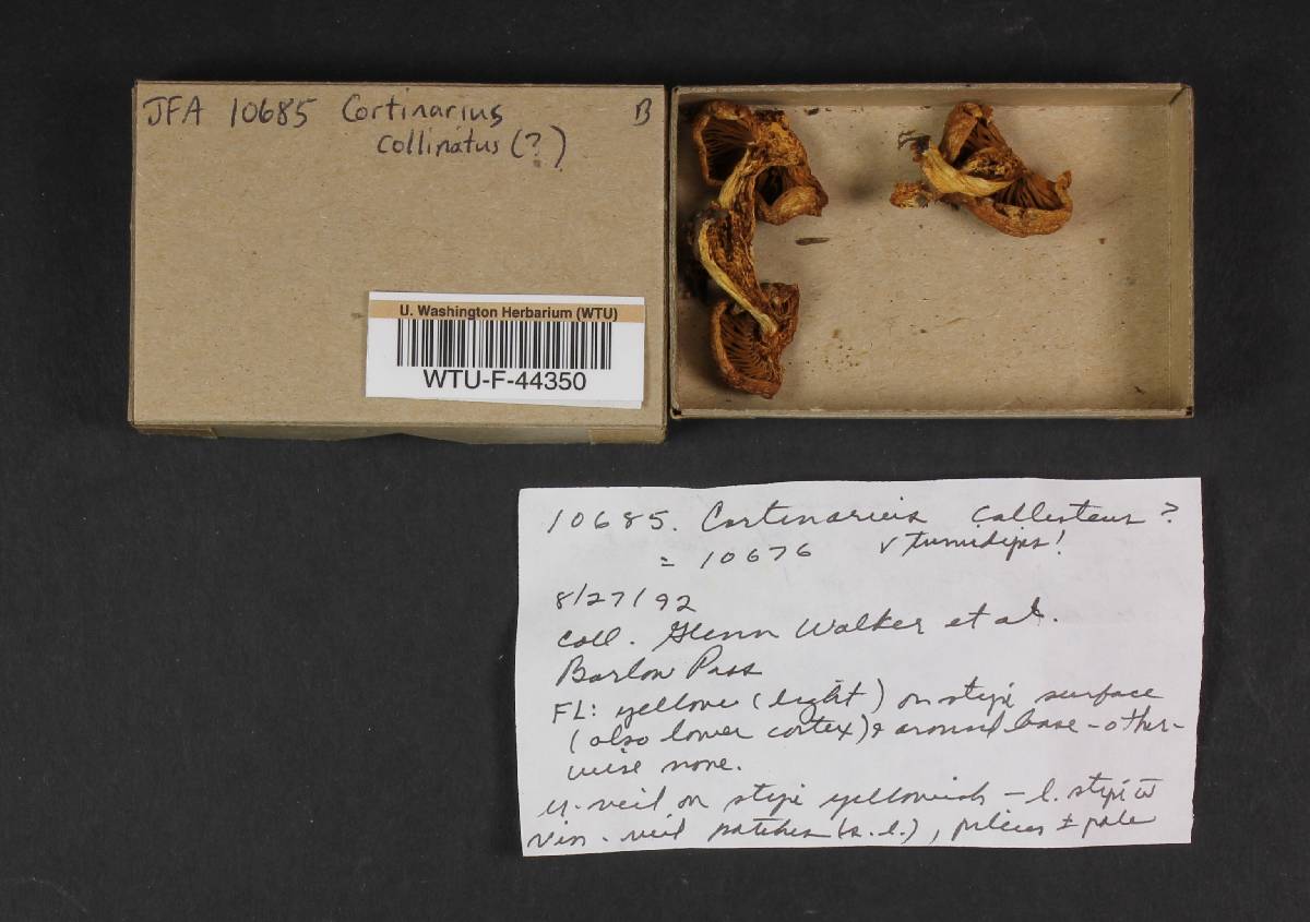 Cortinarius tenuipes image