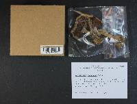 Cortinarius canabarba image