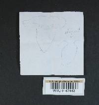 Cortinarius delibutus image