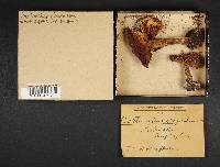 Cortinarius elegantior image