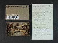 Cortinarius malachius image