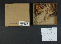 Cortinarius cephalixus image