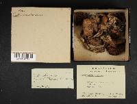 Cortinarius bulbosus image