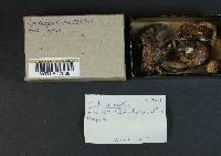 Cortinarius mutabilis image