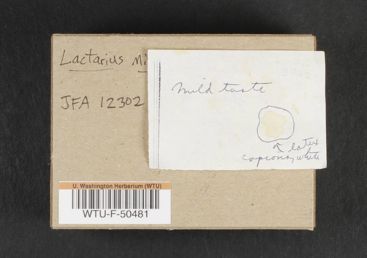 Lactarius aurantiacus image