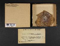 Russula cinerascens image