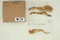 Ramaria cystidiophora var. maculans image