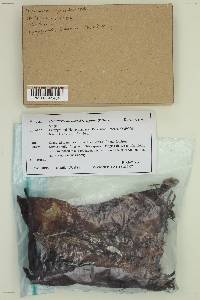 Hemimycena pseudocrispula image